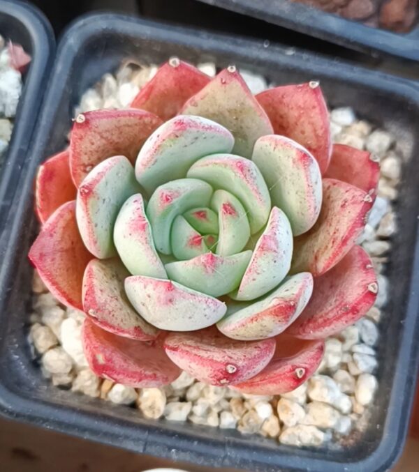 Echeveria Bodhi – Image 2