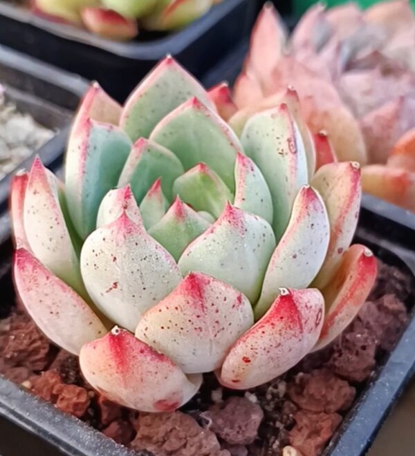 Echeveria Bodhi