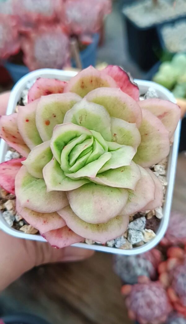 Echeveria Ice Rose Variagata