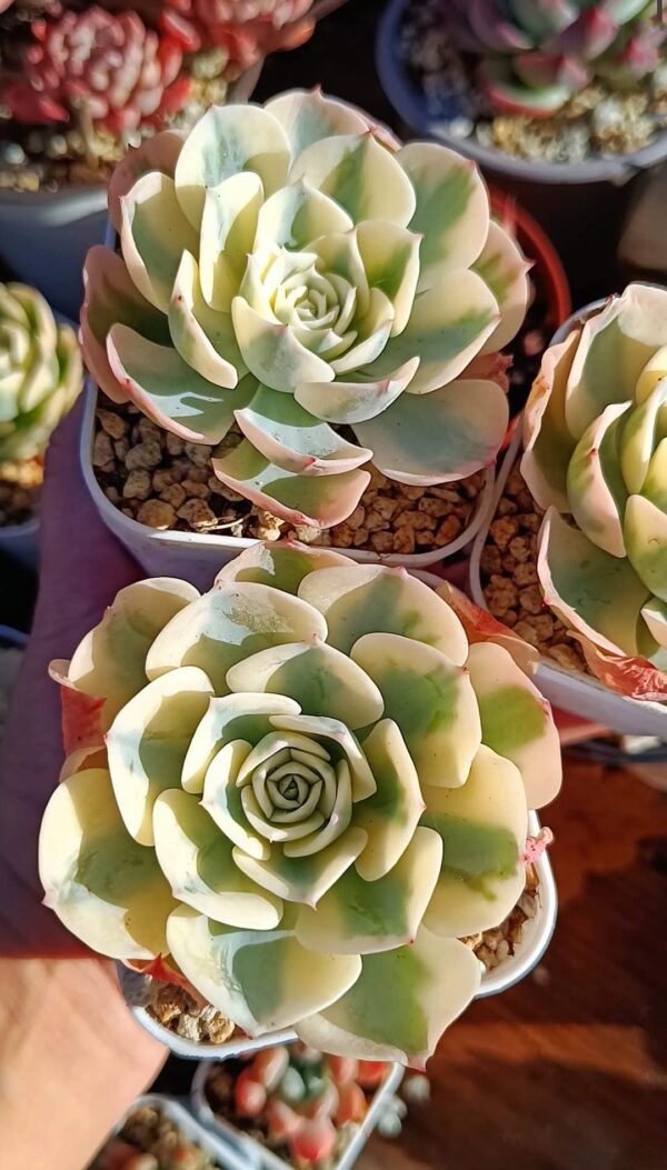 Echeveria Compton Carousel – Image 2