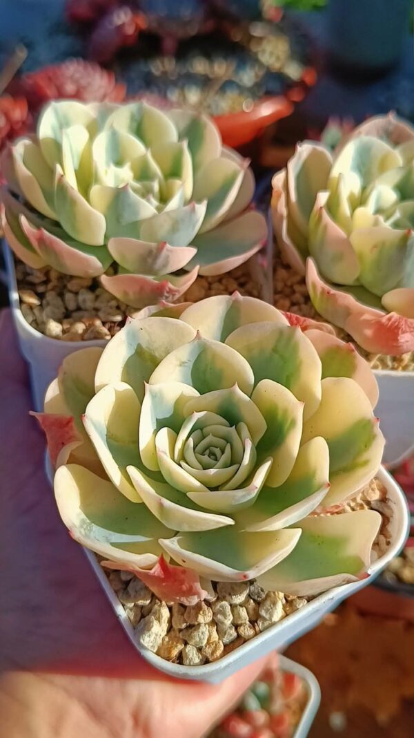 Echeveria Compton Carousel