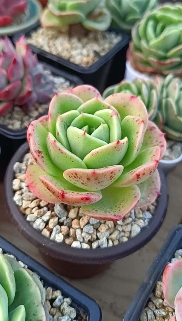 Echeveria Cute Panda