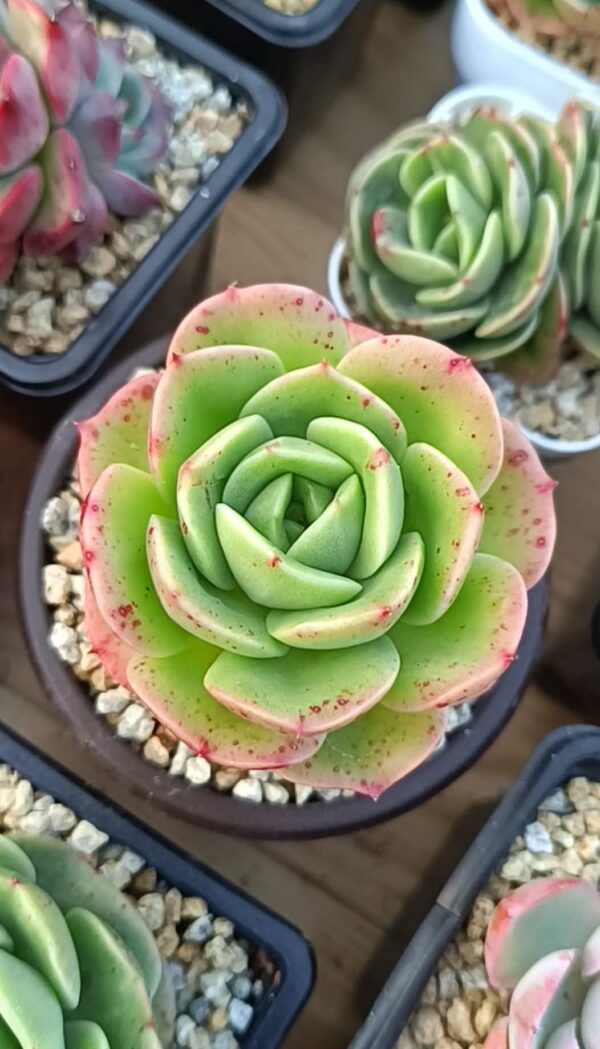 Echeveria Cute Panda – Image 2