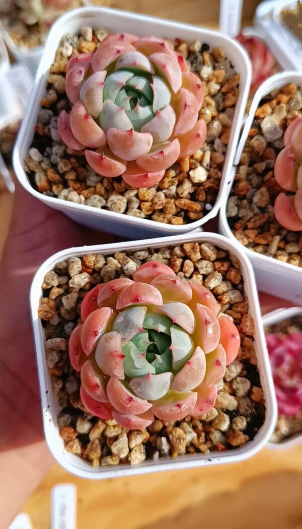 Echeveria Miss Snow – Image 2