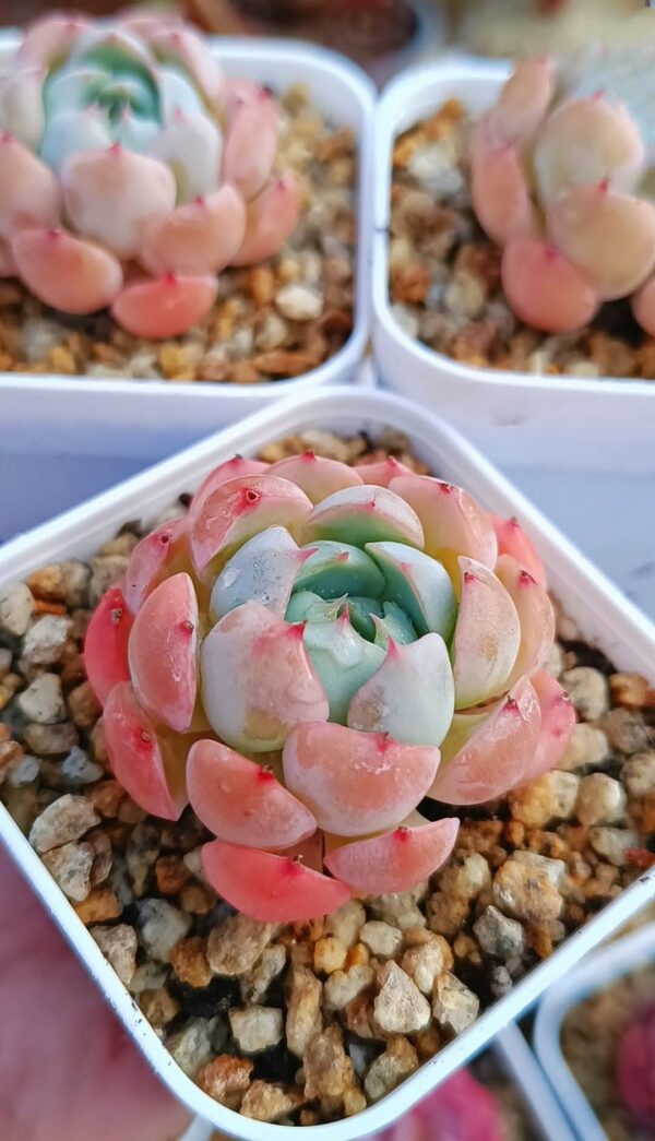 Echeveria Miss Snow