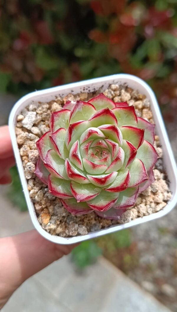 Echeveria Queen Rose Sideline – Image 2