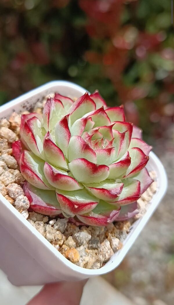 Echeveria Queen Rose Sideline