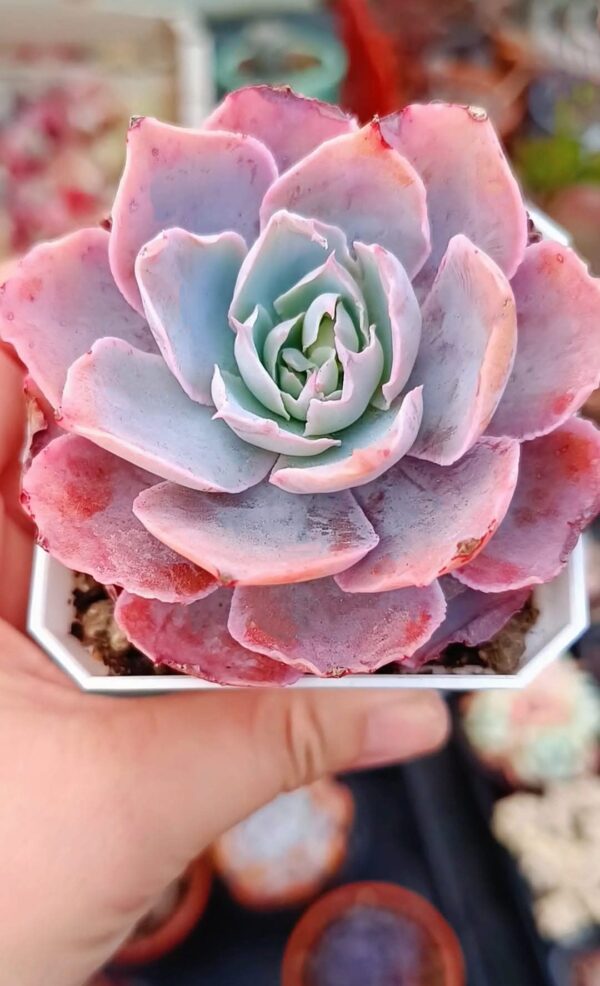 Echeveria Pinky – Image 2