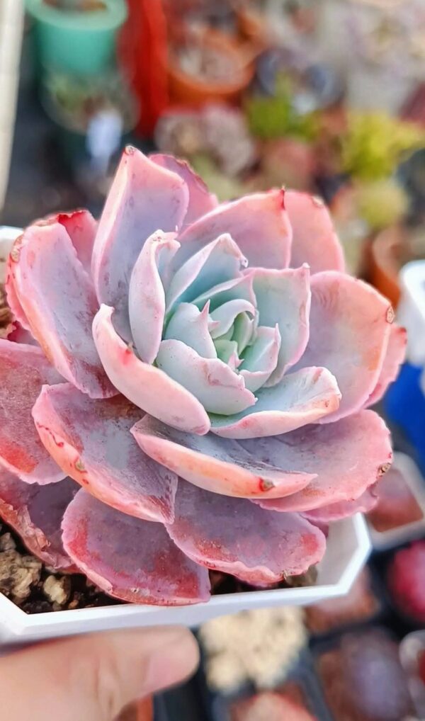 Echeveria Pinky