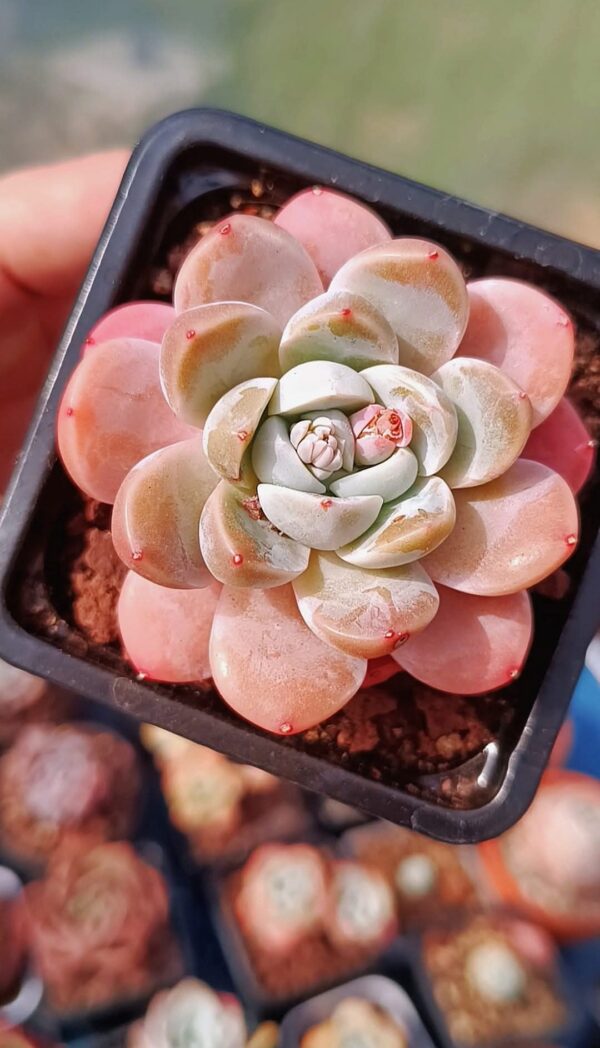 Echeveria Pinky Molly – Image 2