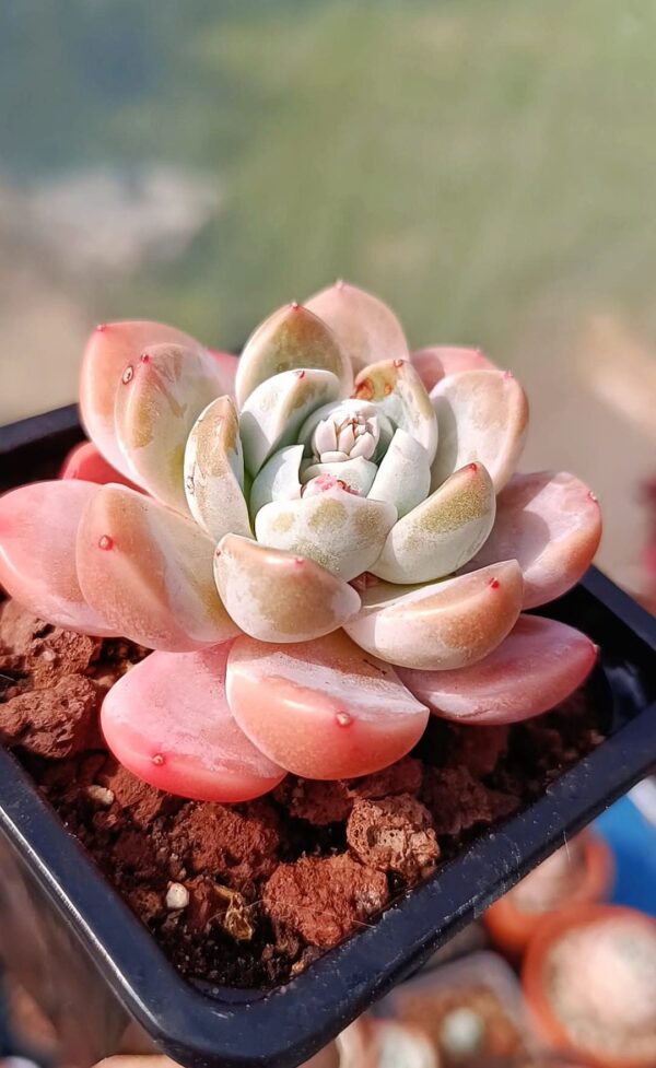 Echeveria Pinky Molly