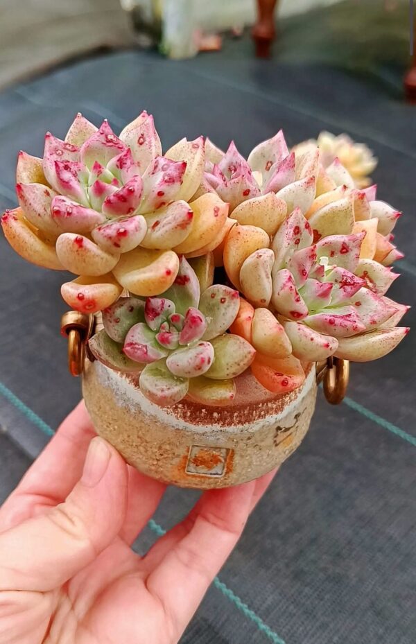 Echeveria Arzee