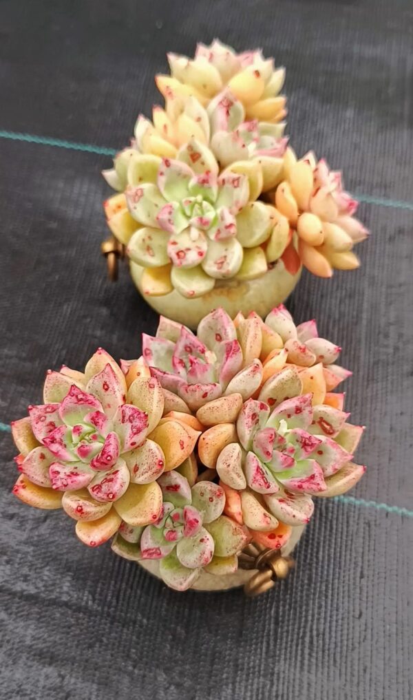 Echeveria Arzee – Image 2