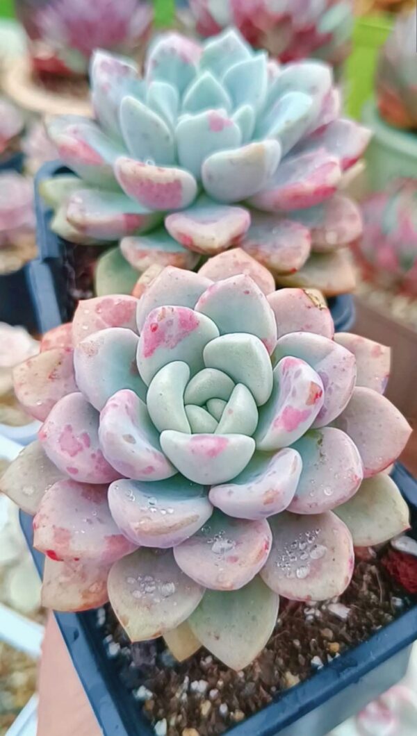 Echeveria Spotted Dear