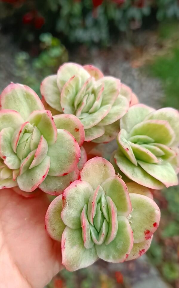 Echeveria Ice Rose Variagata – Image 2