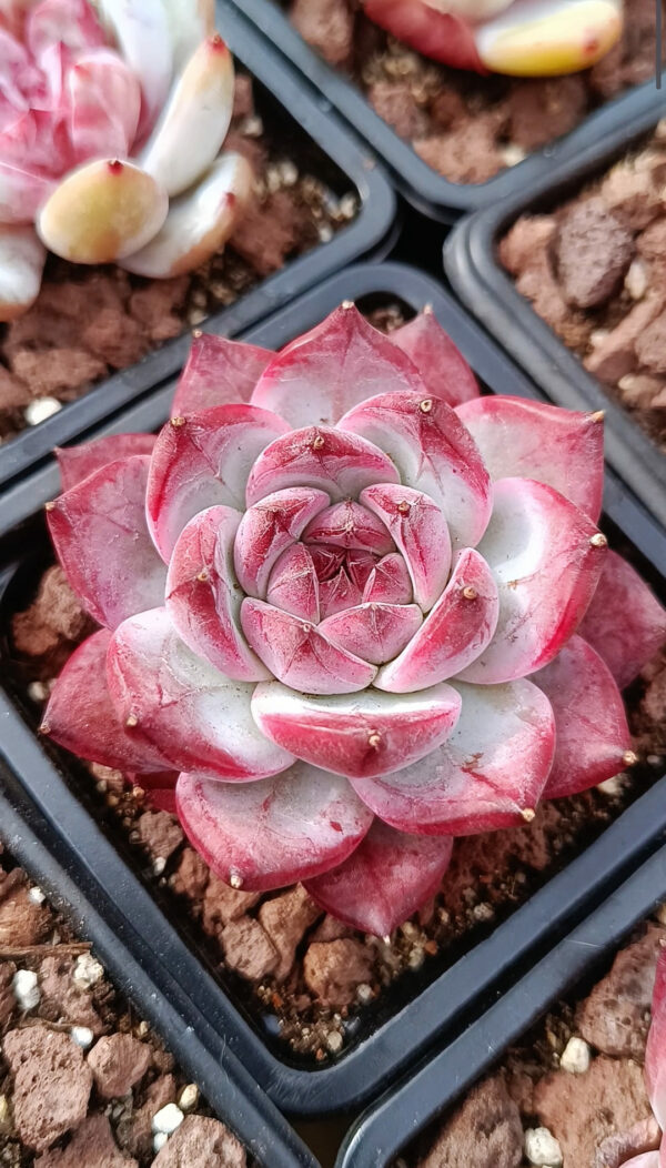 Echeveria Diamond Carolata