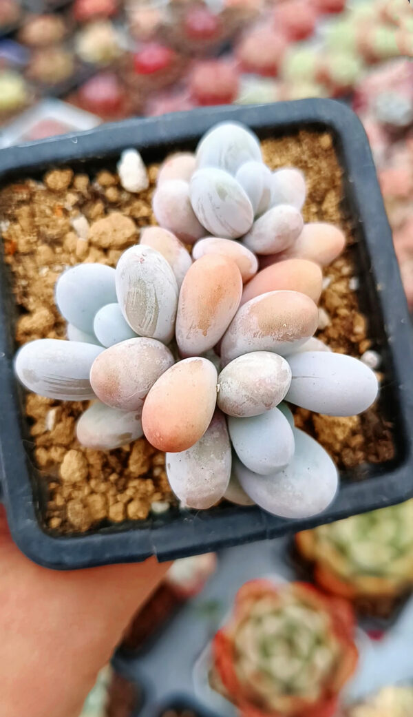 Graptopetalum Amethystinum (Rose) Walter Cluster