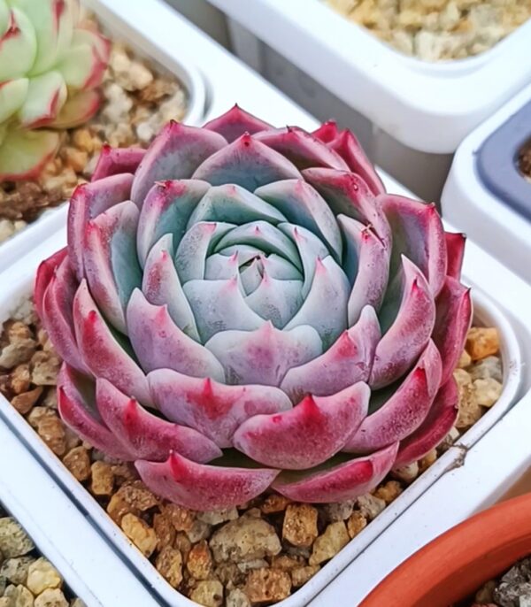 Echeveria Lone Star