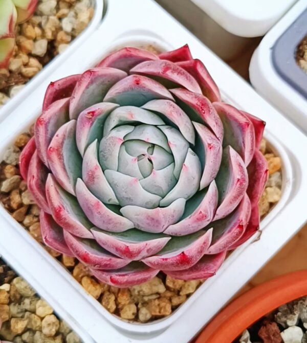 Echeveria Lone Star – Image 2