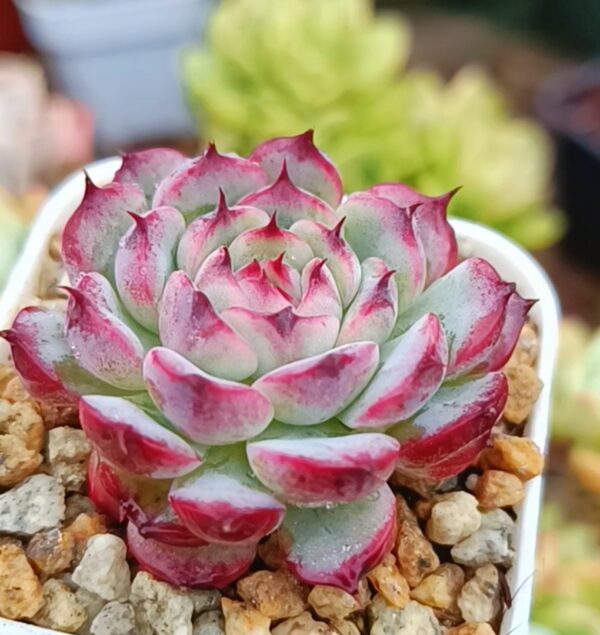 Echeveria Marcel