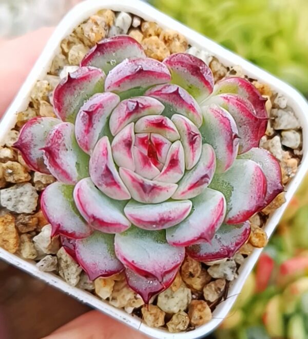 Echeveria Marcel – Image 2