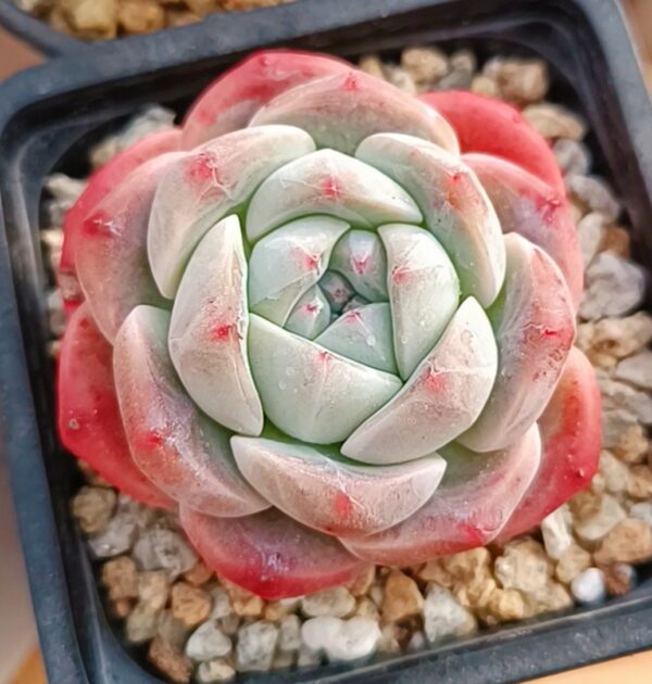 Echeveria Ice Green