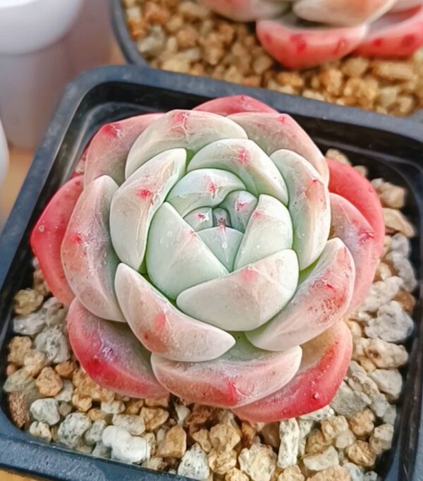 Echeveria Ice Green – Image 2