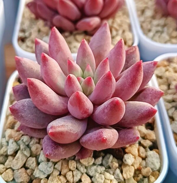 Pachyphytum YuMeiRen