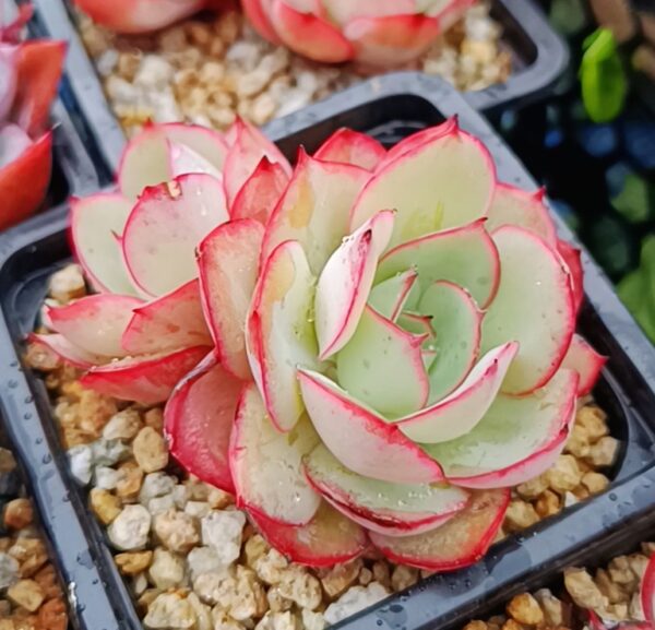 Echeveria Peony Pavillon