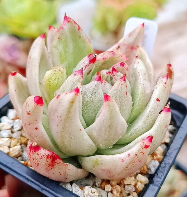 Echeveria agavoide Lem. Seda. Variegata