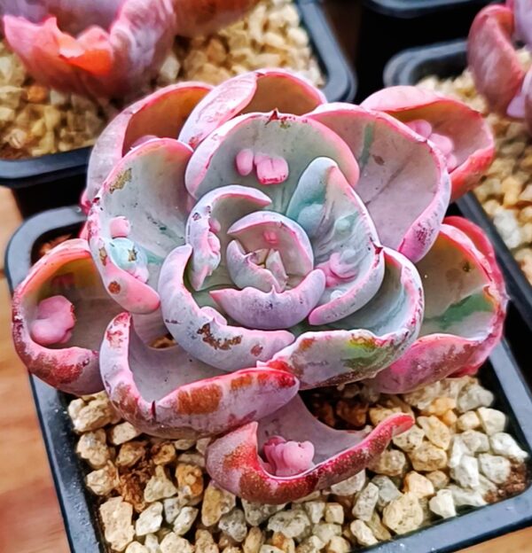 Echeveria Beyonce Variegata