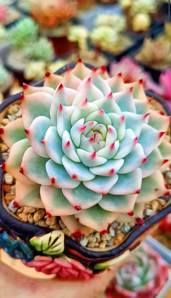 Echeveria Chihuahua Variegata – Image 2