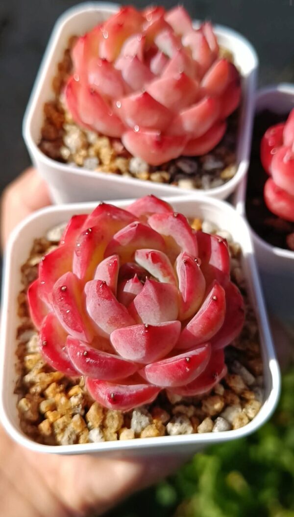 Echeveria Strawberry Almond