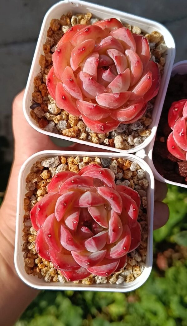 Echeveria Strawberry Almond – Image 2