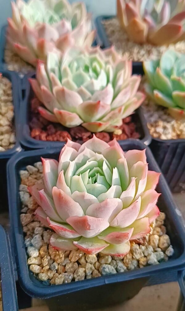 Echeveria Seigetsu (Jeong-wol)