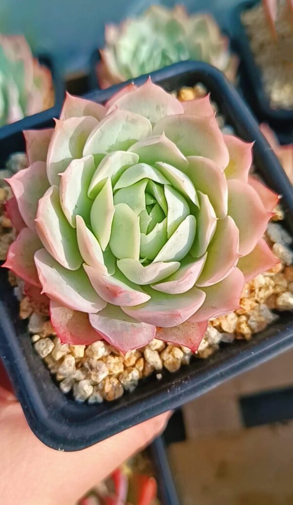 Echeveria Seigetsu (Jeong-wol) – Image 2