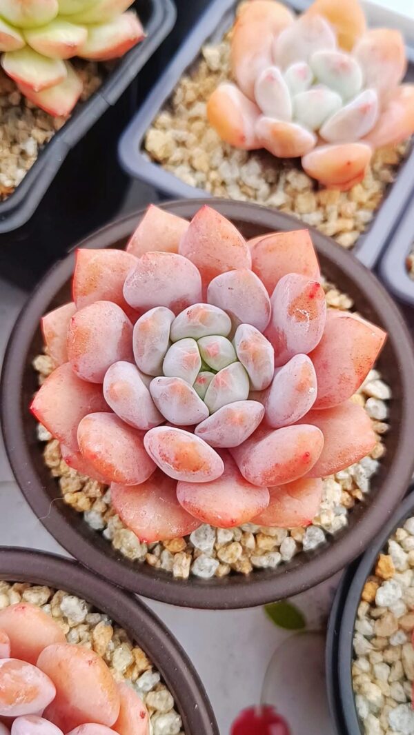 Pachyphytum Half Summer