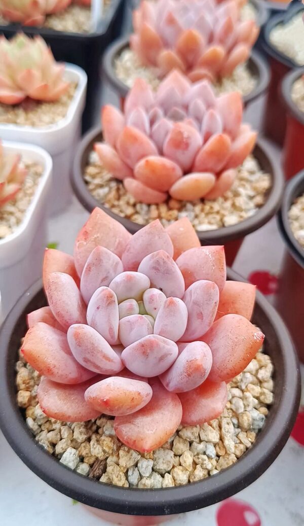 Pachyphytum Half Summer – Image 2