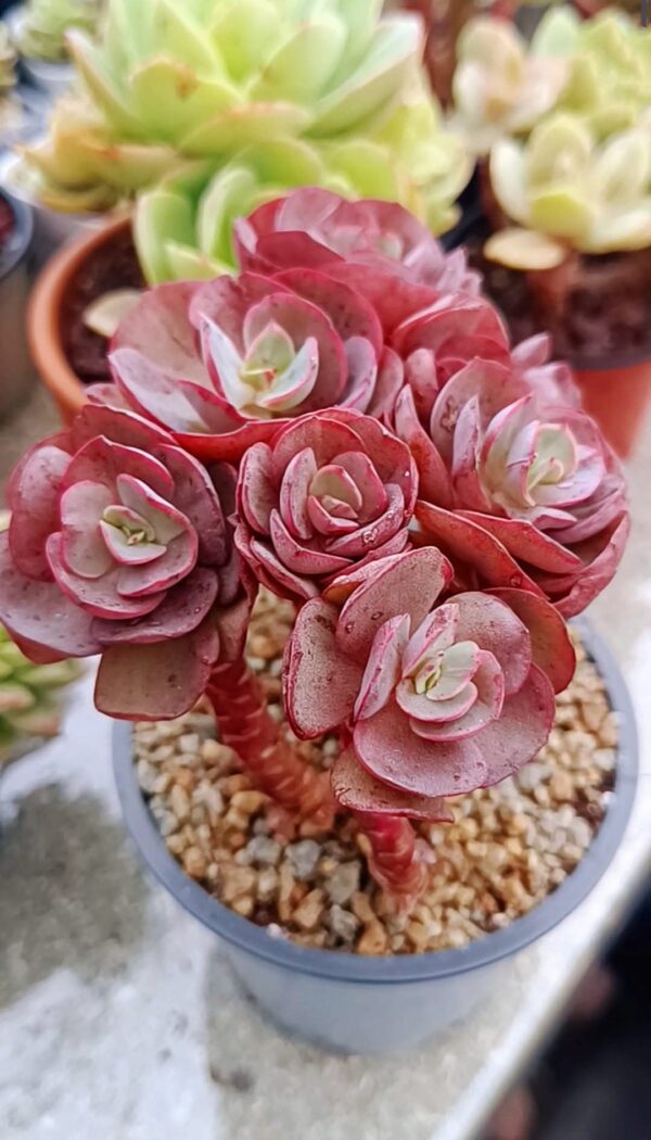 Echeveria Suyon Cluster