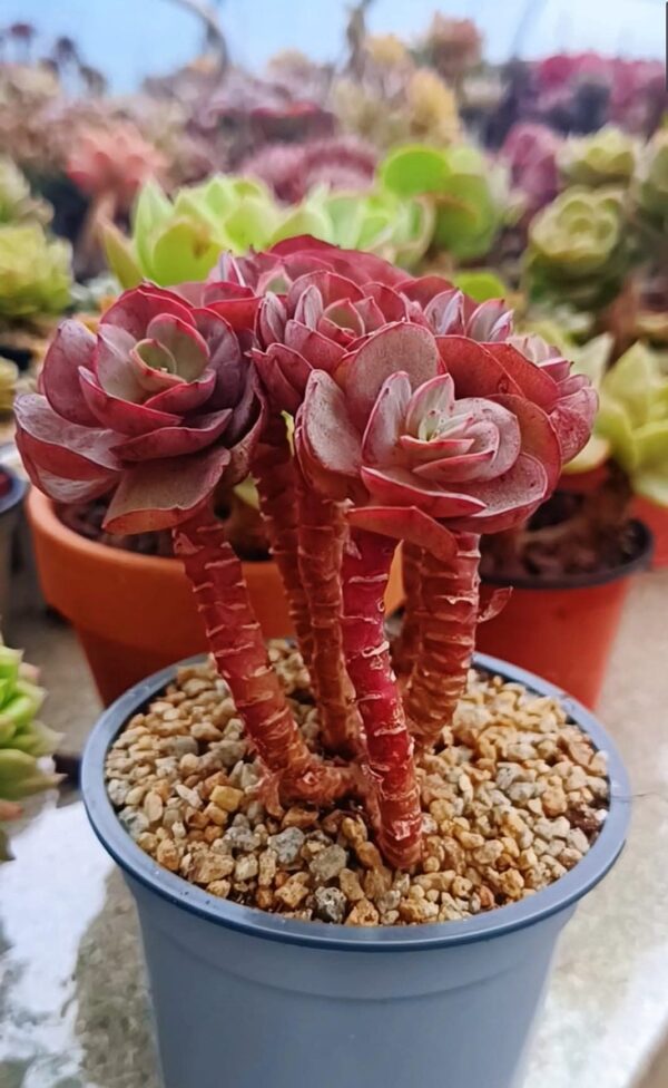 Echeveria Suyon Cluster – Image 2