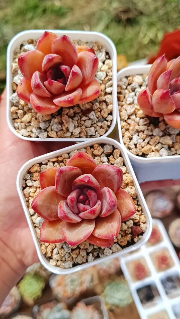 Echeveria California Girl – Image 2