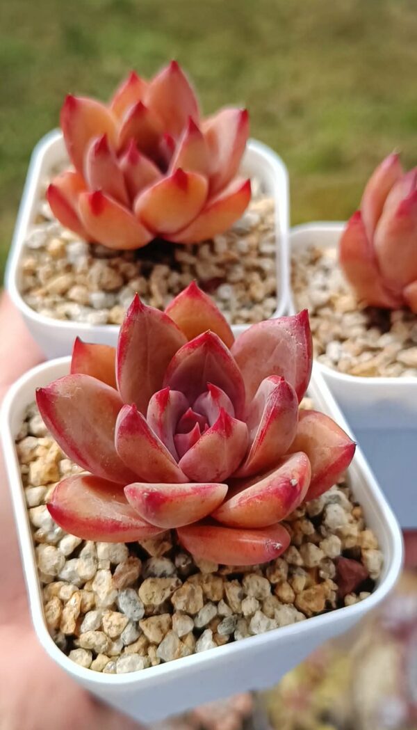 Echeveria California Girl