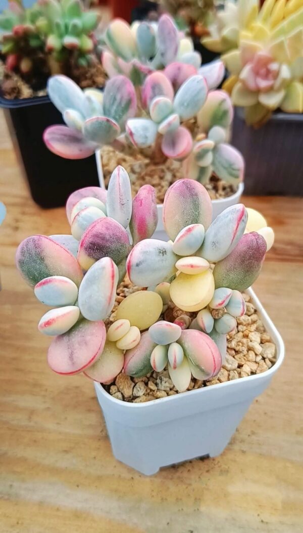 Cotyledon Orbiculata CV Variegata