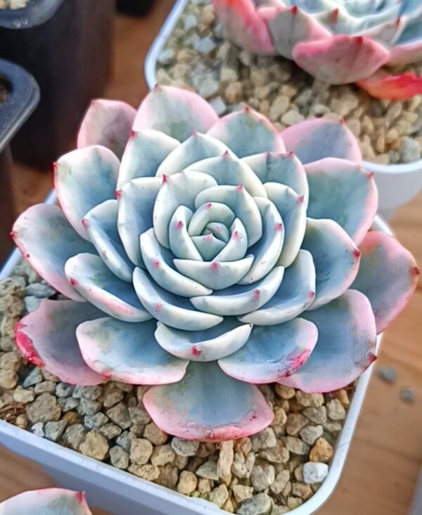 Echeveria Atlantis Variegata