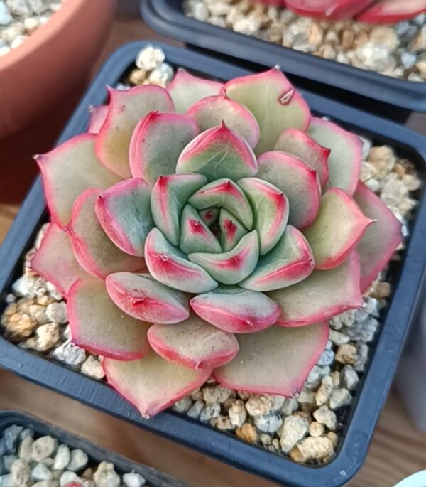 Echeveria Miss Dior – Image 2