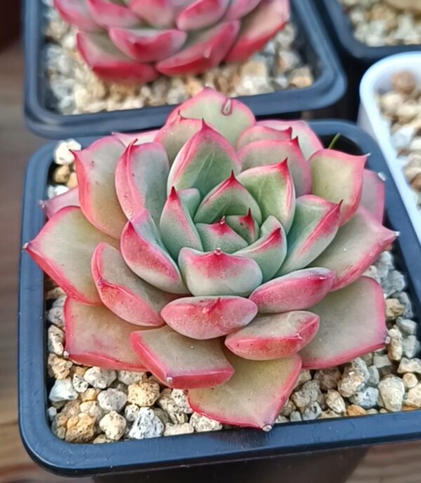 Echeveria Miss Dior