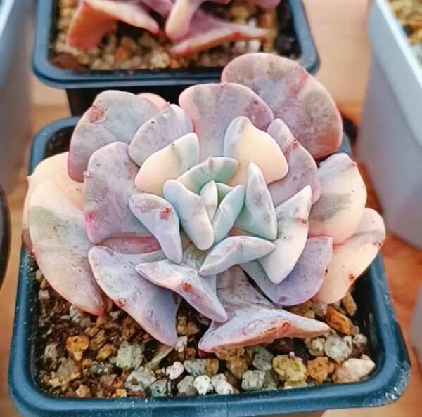 Echeveria Cubic Frost Variegata – Image 2