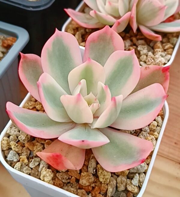 Echeveria Imbricata Variegata