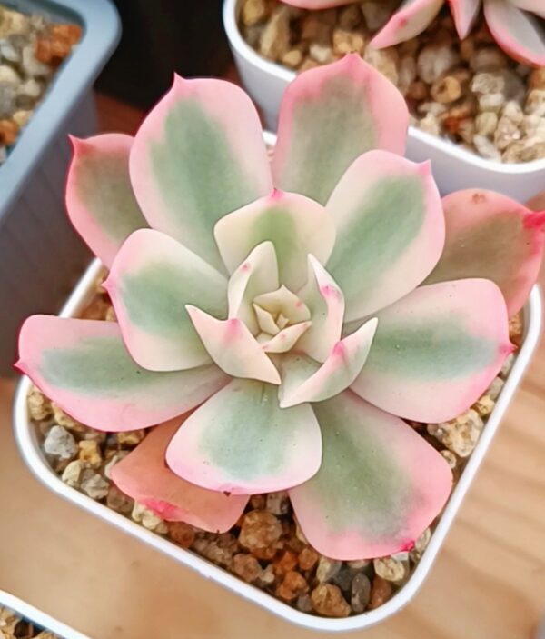 Echeveria Imbricata Variegata – Image 2