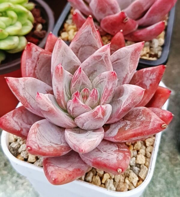 Echeveria Saint SP